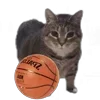 Стикер 9 Oiia Cat Без