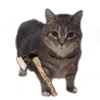 Стикер 14 Oiia Cat Без