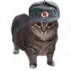 Обложка набора Oiia Cat Без