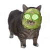 Стикер 10 Oiia Cat Без