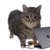 Стикер 15 Oiia Cat Без