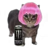 Стикер 7 Oiia Cat Без