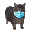 Стикер 12 Oiia Cat Без