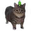 Стикер 13 Oiia Cat Без