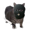 Стикер 11 Oiia Cat Без