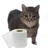 Стикер 16 Oiia Cat Без