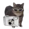 Стикер 2 Oiia Cat Без