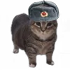 Стикер 3 Oiia Oiia Cat