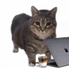 Стикер 17 Oiia Oiia Cat