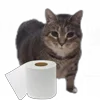 Стикер 20 Oiia Oiia Cat