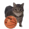 Стикер 16 Oiia Oiia Cat