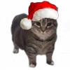 Стикер 2 Oiia Oiia Cat