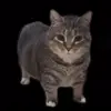 Обложка набора Oiia Oiia Cat