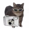 Стикер 5 Oiia Oiia Cat