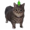 Стикер 7 Oiia Oiia Cat