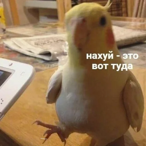 👈 Стикер «Ошибка» для Telegram