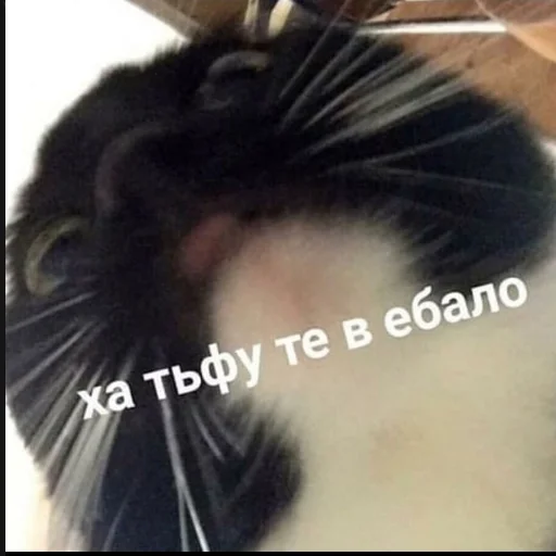 😘 Стикер «Ошибка» для Telegram
