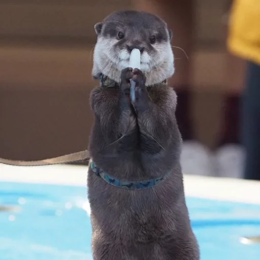 🎤 Стикер «otter» для Telegram