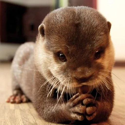🥺 Стикер «otter» для Telegram