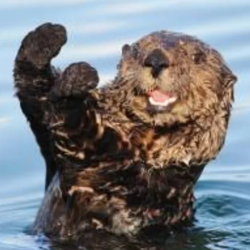 🙂 Стикер «otter» для Telegram