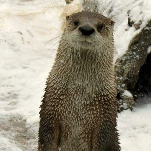 🦦 Стикер «otter» для Telegram