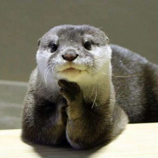 😙 Стикер «otter» для Telegram