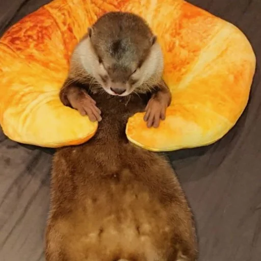 🥐 Стикер «otter» для Telegram
