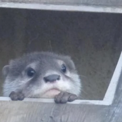 🦦 Стикер «otter» для Telegram
