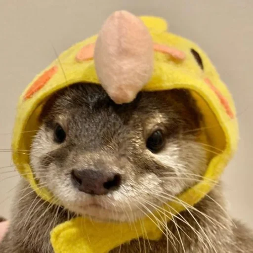 Стикерпак otter для Telegram