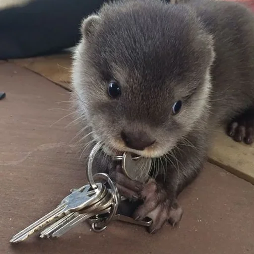🗝 Стикер «otter» для Telegram