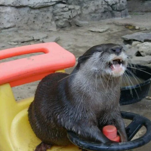 😗 Стикер «otter» для Telegram