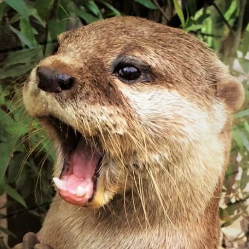 😨 Стикер «otter» для Telegram