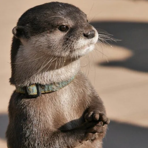 😐 Стикер «otter» для Telegram