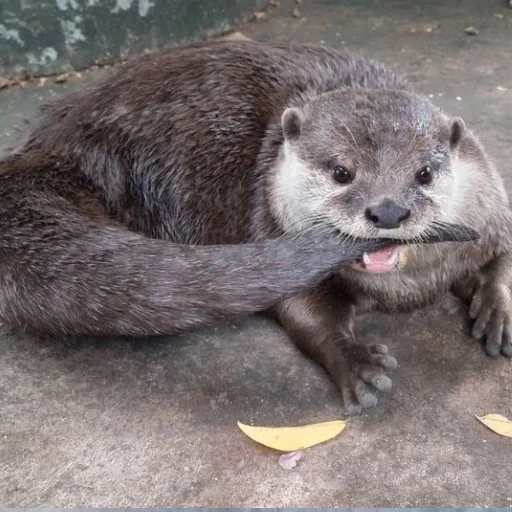 🦦 Стикер «otter» для Telegram
