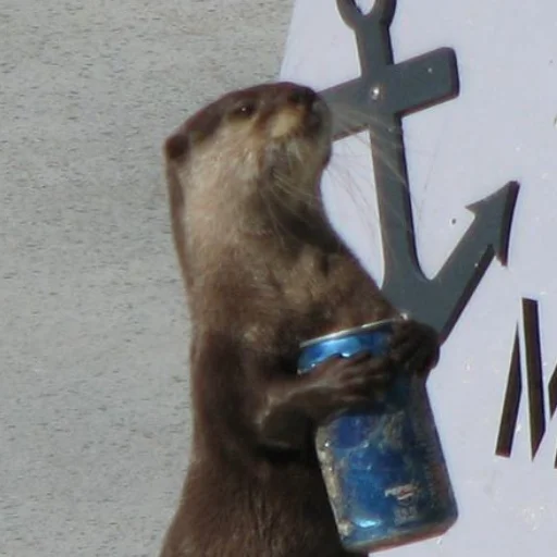 🍺 Стикер «otter» для Telegram
