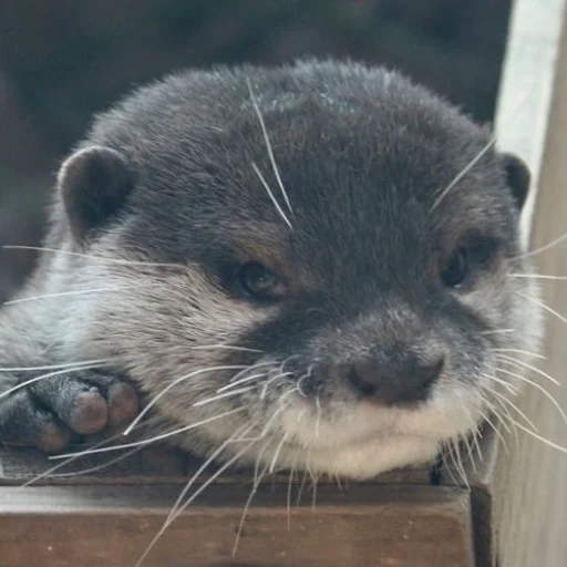 😏 Стикер «otter» для Telegram