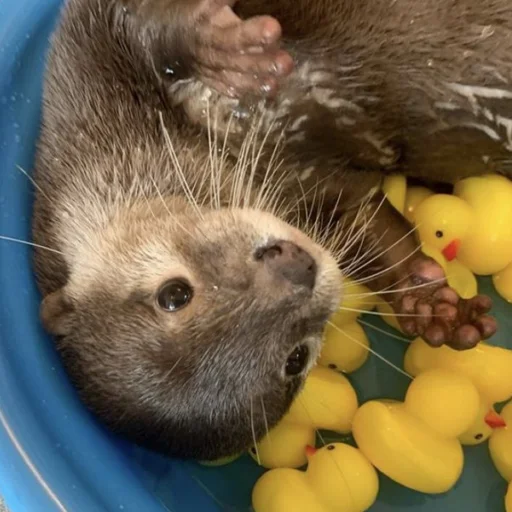 🦆 Стикер «otter» для Telegram