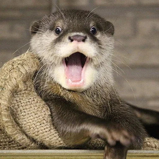🙀 Стикер «otter» для Telegram