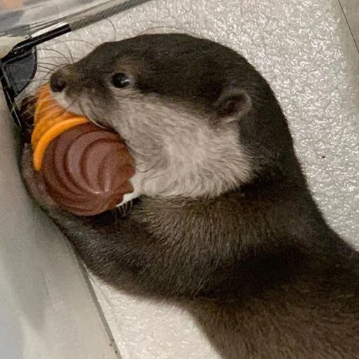 🍦 Стикер «otter» для Telegram