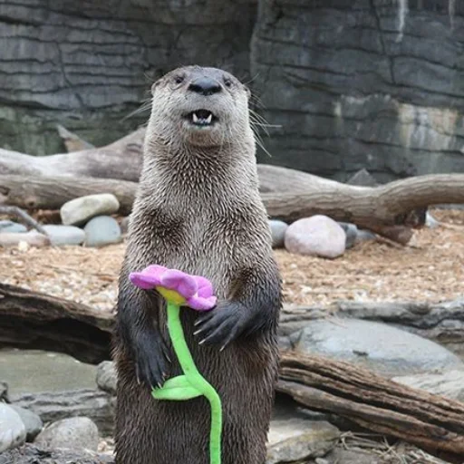 🌸 Стикер «otter» для Telegram