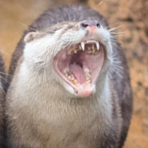 😝 Стикер «otter» для Telegram