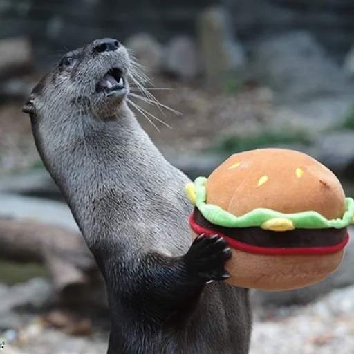 🍔 Стикер «otter» для Telegram