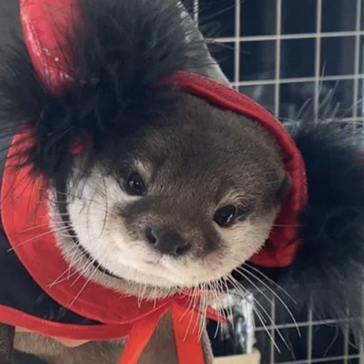 👹 Стикер «otter» для Telegram