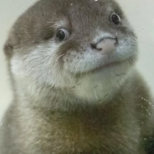 😇 Стикер «otter» для Telegram