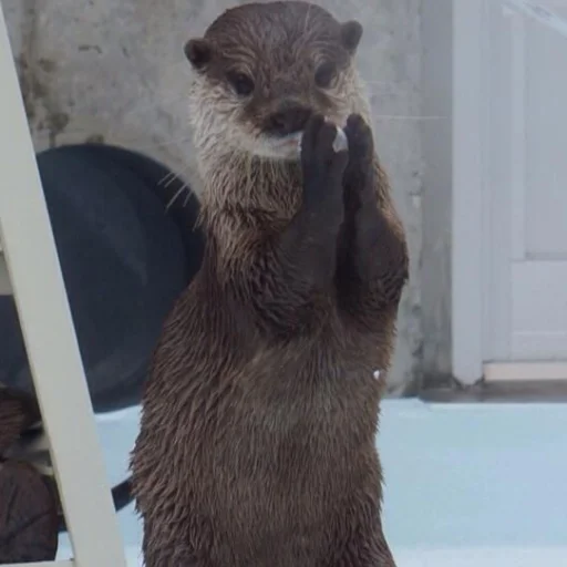 👏 Стикер «otter» для Telegram