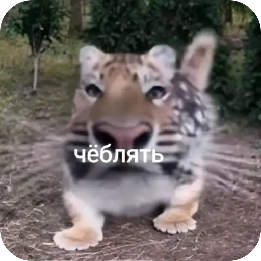 🫥 Стикер «окаки» для Telegram