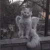 🤩 Эмодзи «okay» для Telegram