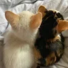 🤩 Эмодзи «okay» для Telegram