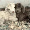 🤩 Эмодзи «okay» для Telegram