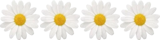 🌼 Стикер «Ok Chicas» для Telegram